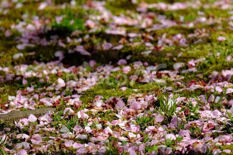 地面に落ちた梅の花びら 花びら,梅,苔の写真素材
