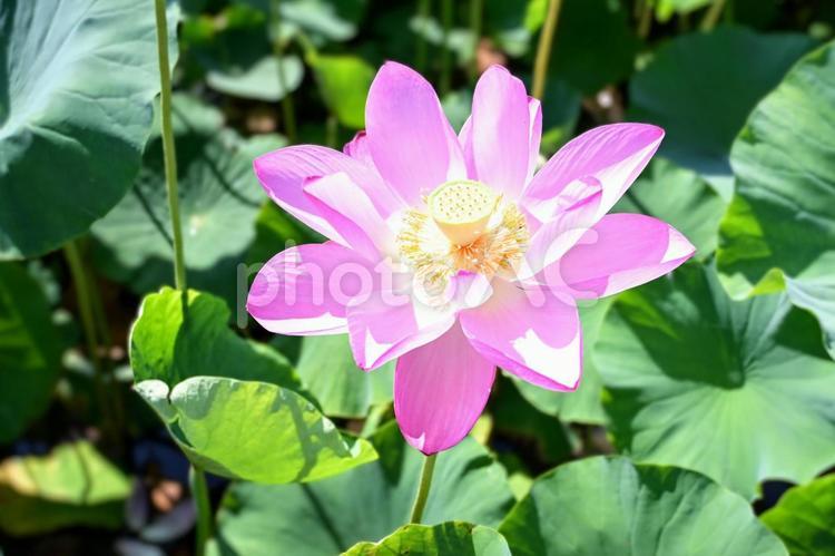 夏の光を浴びる蓮、生命力あふれるピンク ハス,蓮の花,ピンクの写真素材