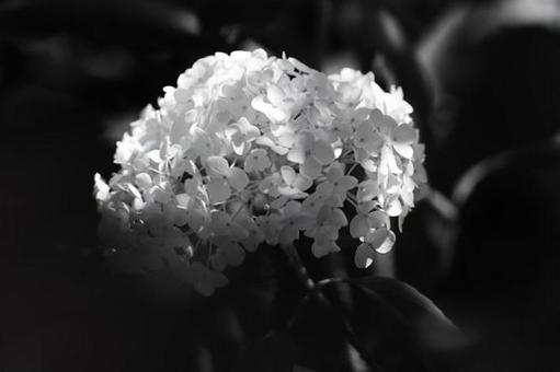 Language Of Flowers #15, hydrangea, flower, plant, JPG