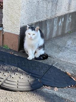 建物の前で人待ち顔の猫 建物の前で人待ち顔の猫の写真