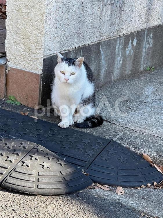 建物の前で人待ち顔の猫 野良猫,地域猫,猫の写真素材