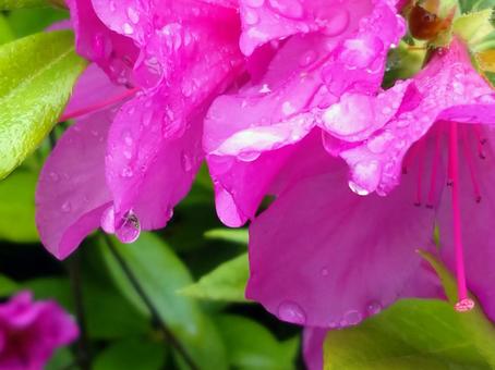 雨上がりのツツジ 雨上がり,濃い,ピンクの写真素材