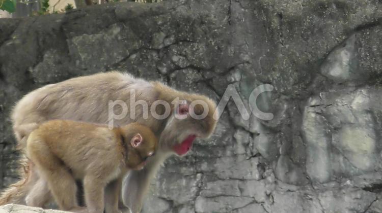 行くよ！せーのっ！ ニホンザル,動物,生き物の写真素材