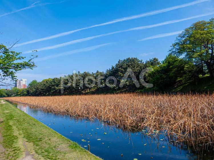 緑と青空と池の枯葉 散歩道,池,濠の写真素材