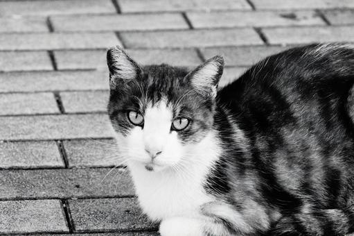 ねこ ねこ ねこ,野良,動物の写真素材