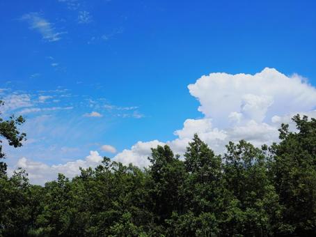 森と夏空 森と夏空の写真
