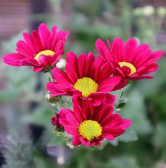 契草 菊,花,flowerの写真素材