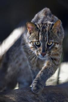 ヤマネコ ネコ,ヤマネコ,山猫の写真素材