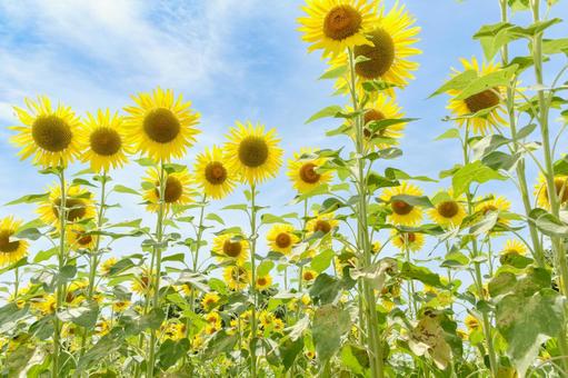 一面に広がるひまわり畑と青空 一面に広がるひまわり畑と青空 向日葵,花,花びらの写真素材