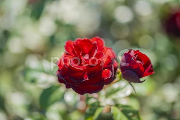 赤いバラが咲き誇るひたち海浜公園のバラ園 薔薇,バラ,赤い花の写真素材