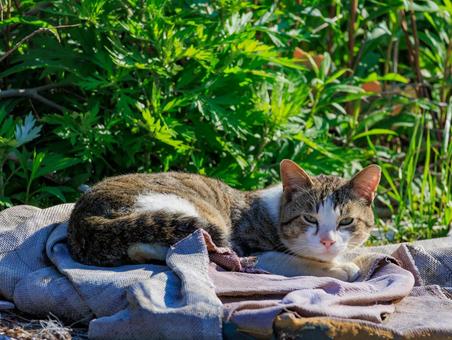 海の公園でまったりしてる野良猫です。 海の公園でまったりしてる野良猫です。 猫,野良猫,地域猫の写真素材