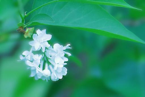 花模様ー季節の花 花模様ー季節の花 花模様,花,春の花の写真素材