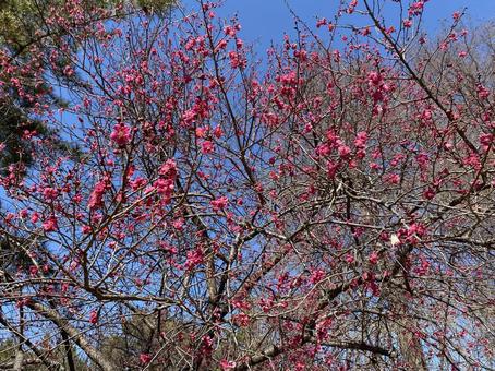 梅の木 梅の木 花,梅の木,赤の写真素材