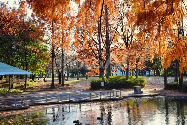神宮東公園の秋風景 神宮東公園,秋,自然の写真素材