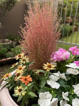 Pink Kochia Plants, JPG