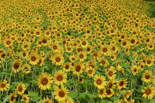 横須賀, くりはま花の国のひまわり畑 横須賀, くりはま花の国のひまわり畑の写真