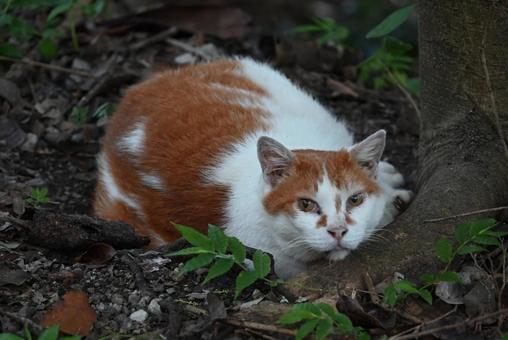 京都 哲学の道の猫ちゃん達 ⑤ 京都 哲学の道の猫ちゃん達 ⑤ さくら耳,去勢,カット耳の写真素材