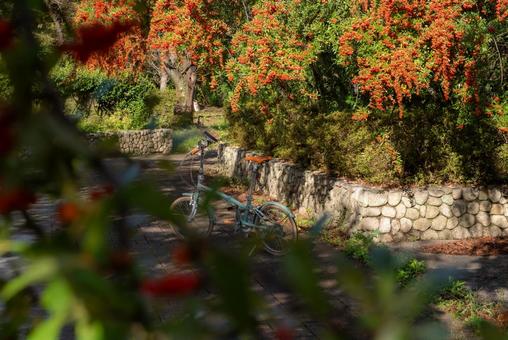 秋の草花　カザンデマリと自転車の風景 植物,草,カザンデマリの写真素材