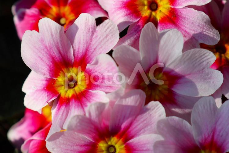 ２月上旬の庭の陽の当たるプリムラの花 背景,プリムラ,花の写真素材