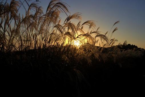黄金色のススキと丘に沈む雄大な夕日 黄金色のススキと丘に沈む雄大な夕日 夕日,ススキ,秋の写真素材