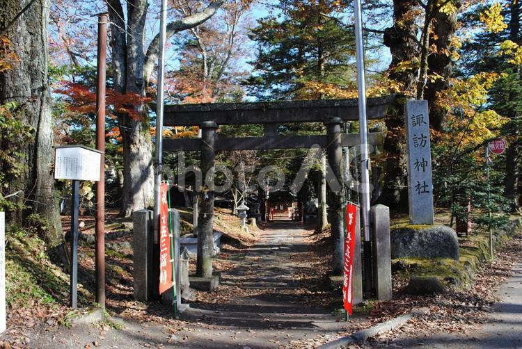 旧軽井沢諏訪神社の紅葉 軽井沢,長野県,旧軽井沢の写真素材