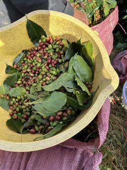 コーヒーの実(果実)収穫 コーヒーの実(果実)収穫 カスカラ,コーヒ果実,コーヒー農園の写真素材