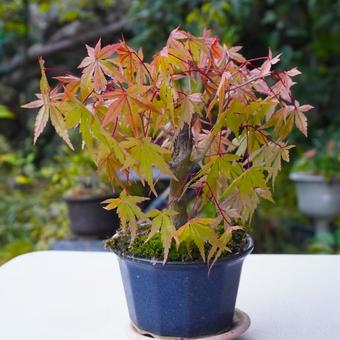 小品盆栽・少し色づき始めた紅葉 小品盆栽・少し色づき始めた紅葉 盆栽,小品盆栽,モミジの写真素材