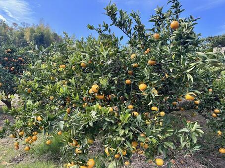 みかんたくさん みかん,みかん狩り,楽しいの写真素材