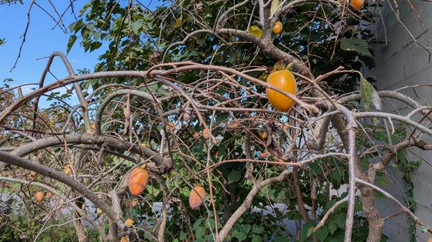 柿の木 柿の木 柿の木,柿,植物の写真素材