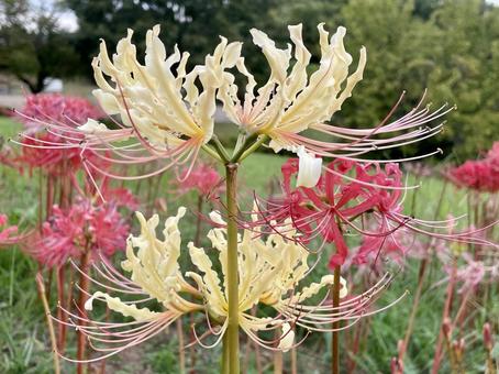 曼珠沙華 彼岸花 曼珠沙華 彼岸花 彼岸花,クリームイエロー,赤の写真素材