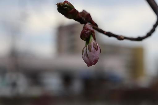 Sakura, JPG