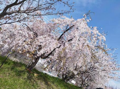 Photo, cherry blossoms, spring, park, 