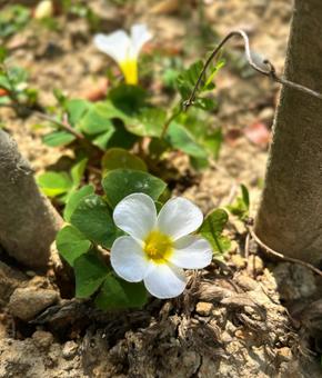 カタバミの花 カタバミの花 カタバミ,花,白の写真素材