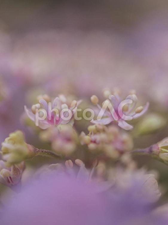 あじさいの一部 紫陽花,あじさい,アジサイの写真素材