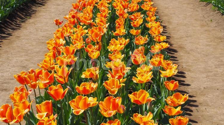 チューリップ・佐倉ふるさと広場（佐倉市） 春,チューリップ,花畑の写真素材