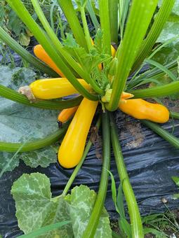 ズッキーニ実り1 ズッキーニ,夏野菜,実りの写真素材