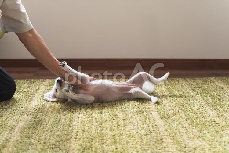 犬と戯れる 犬,わんちゃん,ドッグの写真素材