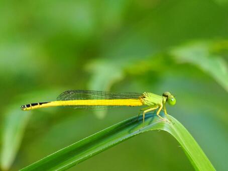 美しいキイトトンボ キイトトンボ,蜻蛉,トンボの写真素材