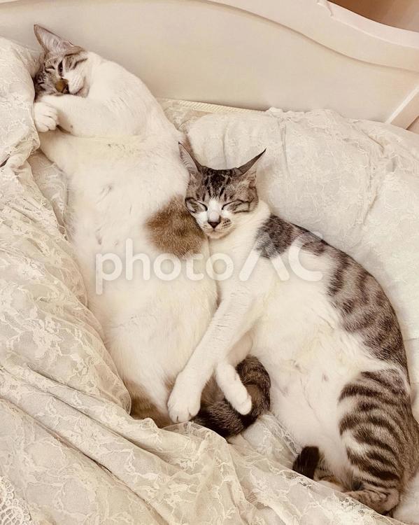 くっついて眠るシャム系猫とサバ白猫　 猫,シャムトラ,サバシロの写真素材