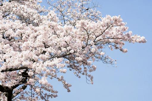桜 桜の写真