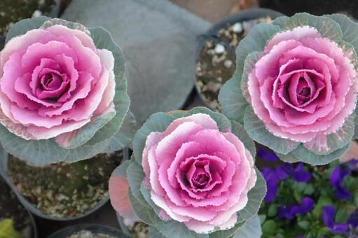 葉牡丹 葉ボタン,花,植物の写真素材