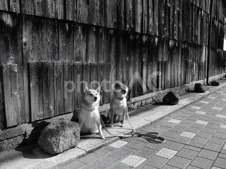 柴犬・和風建物 柴犬,柴,犬の写真素材