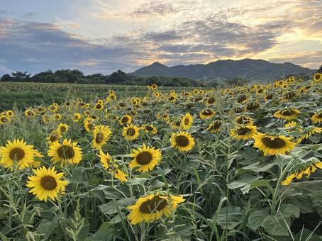 夕暮れのひまわり 夕暮れのひまわり 香川県,まんのう町,ひまわりの里の写真素材