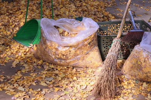 銀杏の落ち葉掃除 銀杏,イチョウ,落ち葉掃きの写真素材