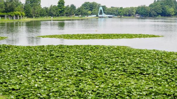 Summer at Mizumoto Park, pond with water lilies and Mizumoto Bridge, Katsushika Ward, JPG Summer at Mizumoto Park, pond with water lilies and Mizumoto Bridge, Katsushika Ward, JPG