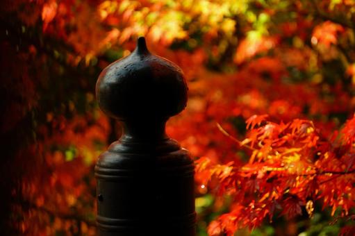 紅葉 紅葉の写真