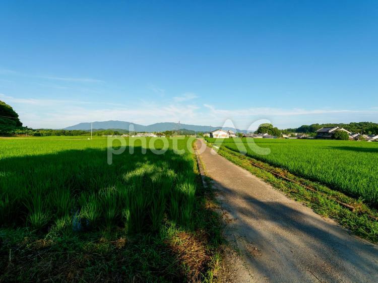 新緑の水田と夏空 夏の空,水田,新緑の写真素材