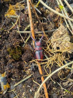 湿った土の上のノコギリクワガタ ノコギリクワガタ,クワガタムシ,昆虫の写真素材