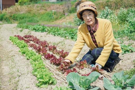 収穫をする高齢者 収穫をする高齢者 収穫作業,とれたて,専業農家の写真素材