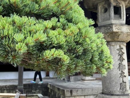 ごようまつ ごようまつの写真